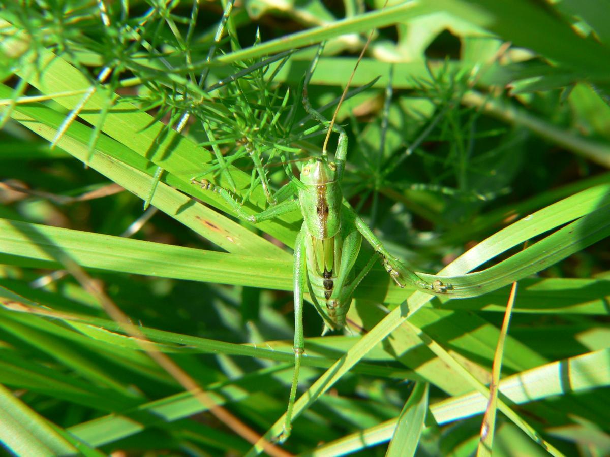 Tettigonia sp ?